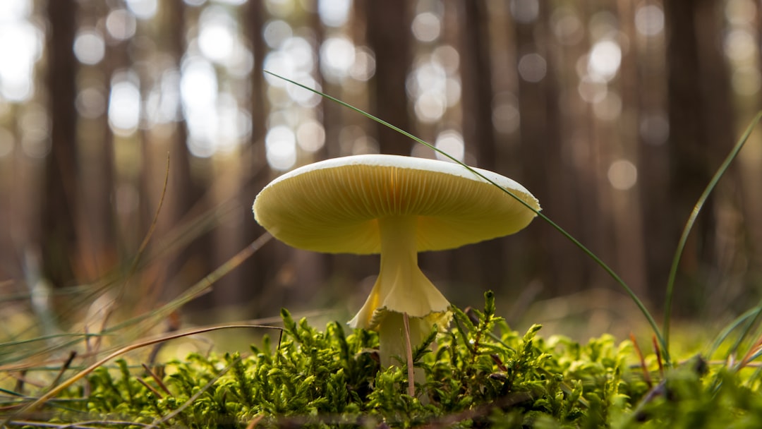 Mushrooms: A Forager's Gamble (image credits: unsplash)