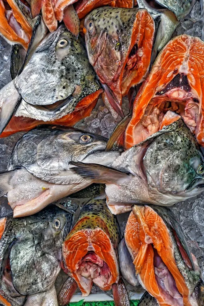 Fish Bones and Heads (Image Credits: Flickr)