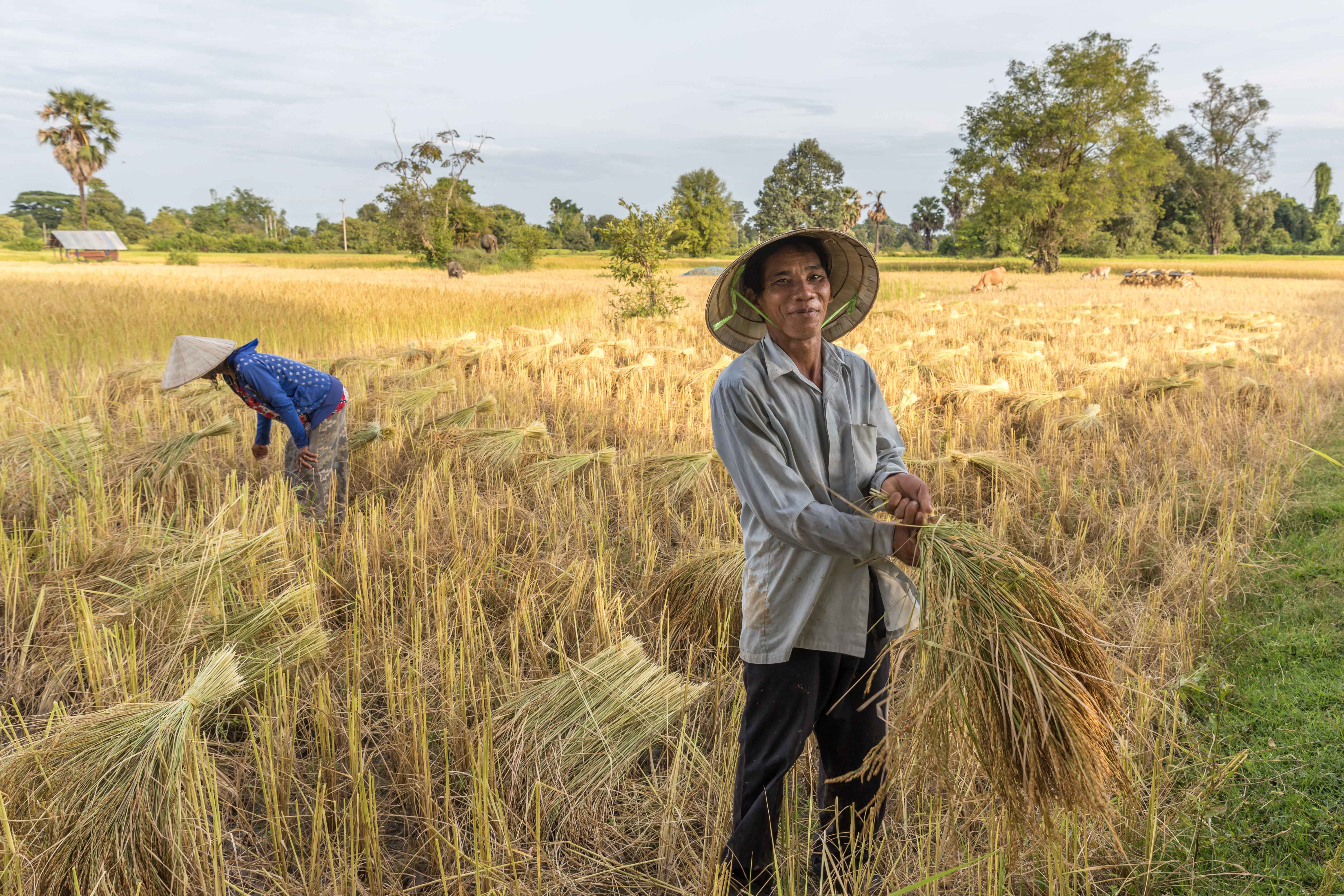 Rice (image credits: wikimedia)