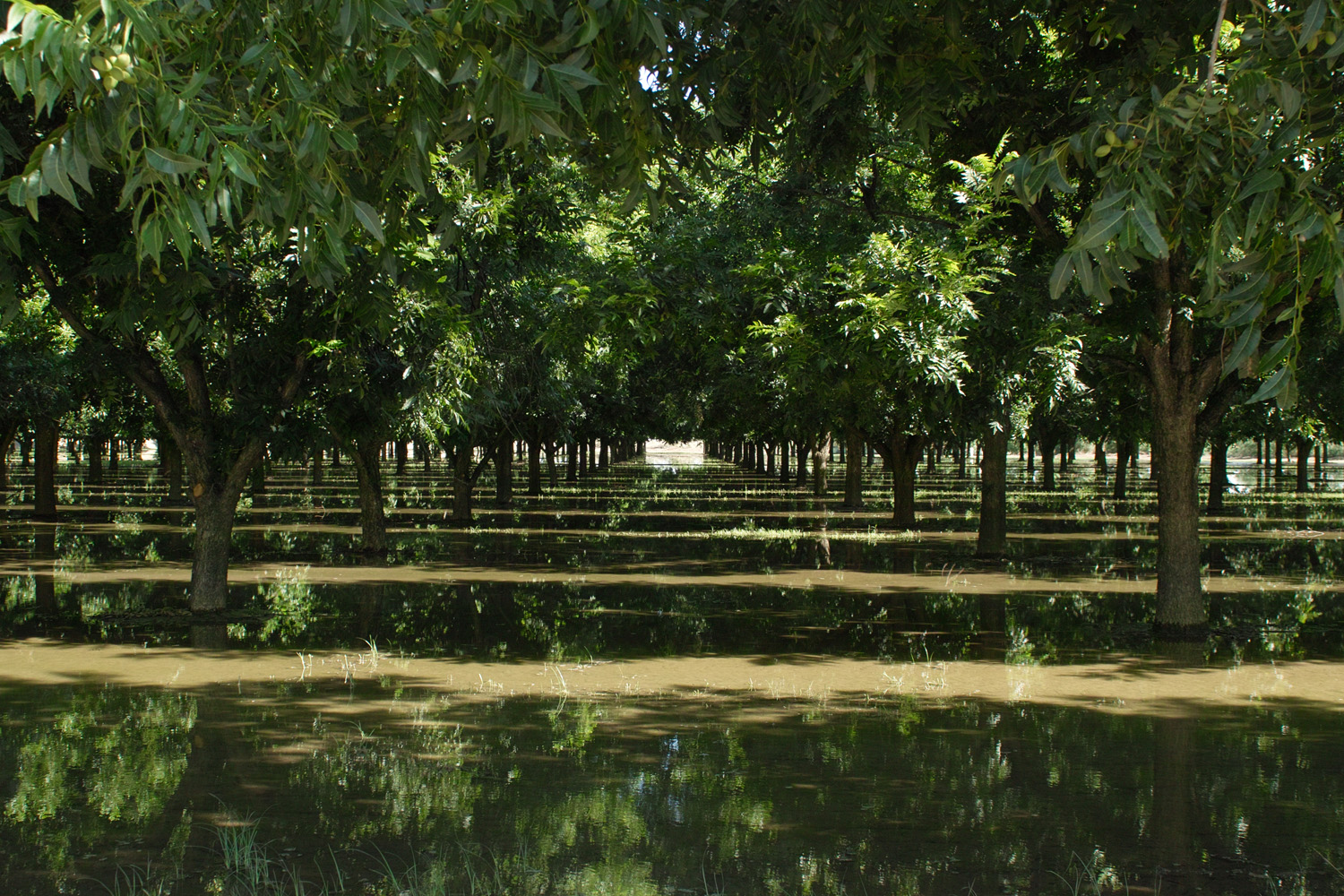 Pecan Farms Invest in Sustainability (image credits: wikimedia)