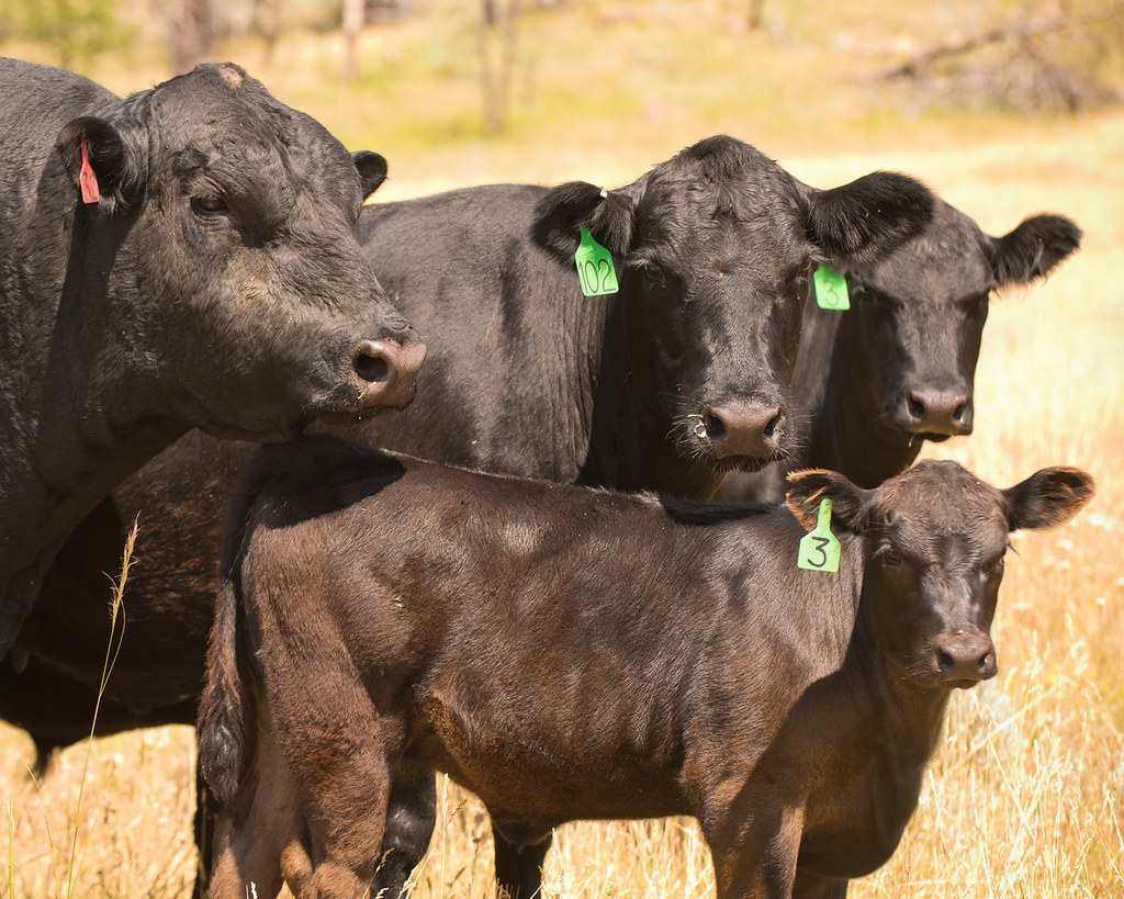 Livestock Monitoring: Digital Shepherds (image credits: flickr)
