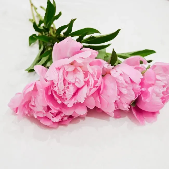 4. Fresh-Cut Flowers That Need Immediate Attention (Image Credits: Pexels)