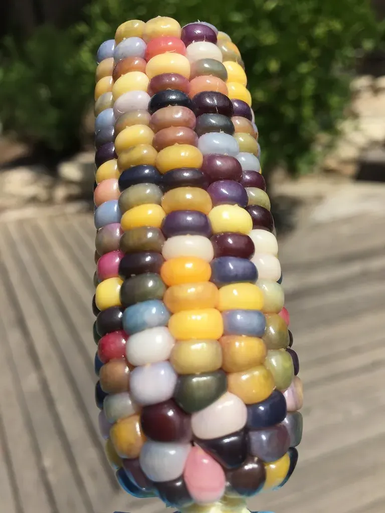 Libra: Glass Gem Corn (Image Credits: Flickr)