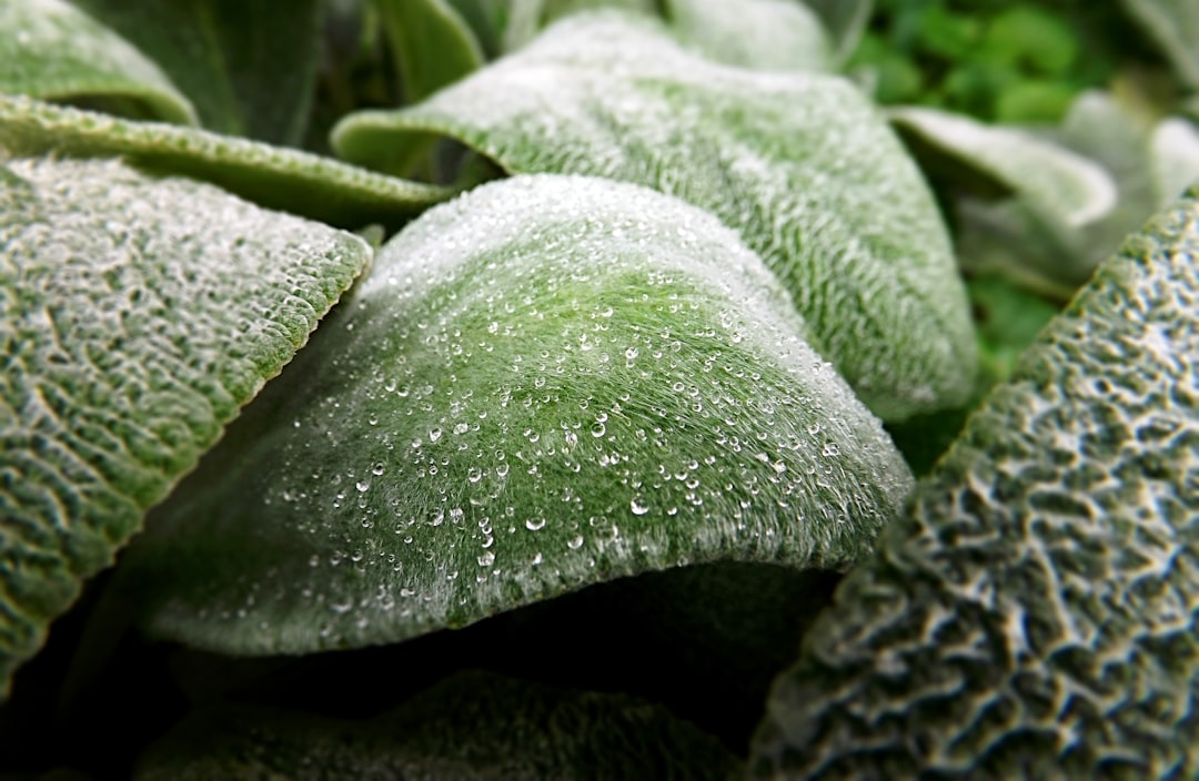 Spinach Retains Its Iron and Folate Content When Properly Frozen (image credits: unsplash)