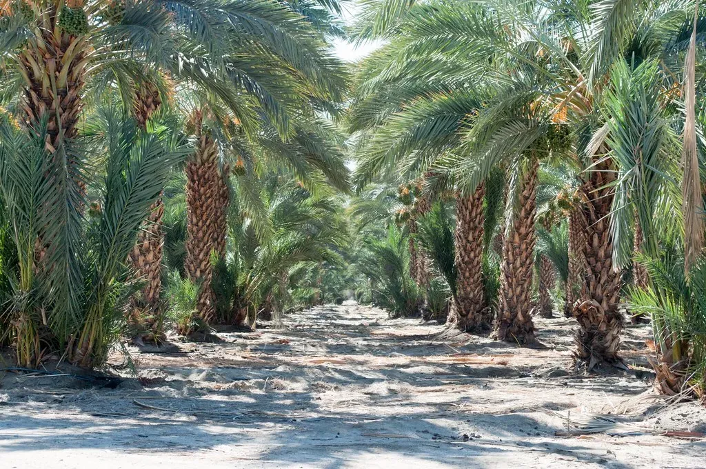 Coachella Valley Dates (Image Credits: Flickr)