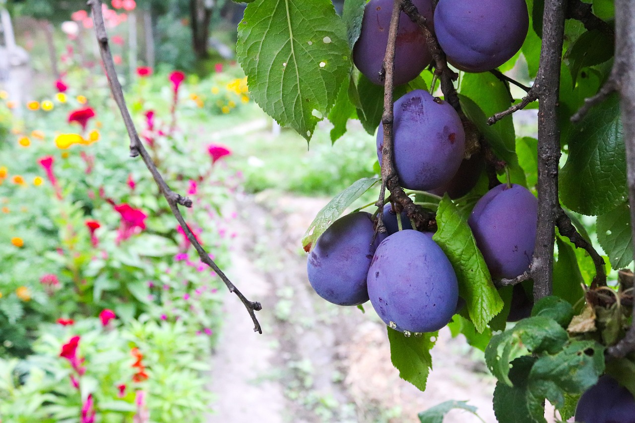 Prune Juice - Fiber Fiction (image credits: pixabay)