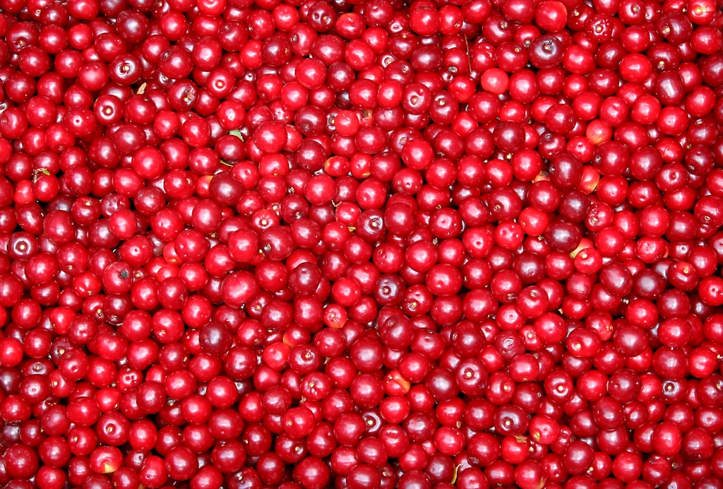 Cranberries (image credits: rawpixel)
