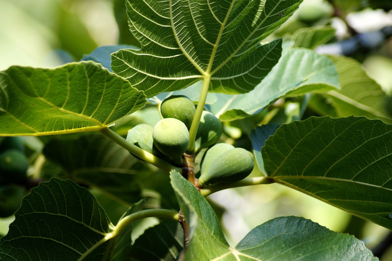 Figs in the Plant-Based Revolution (image credits: pixabay)