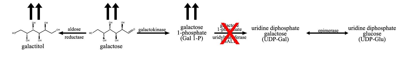 The Metabolism Nightmare: How Your Body Processes These Toxins (image credits: wikimedia)