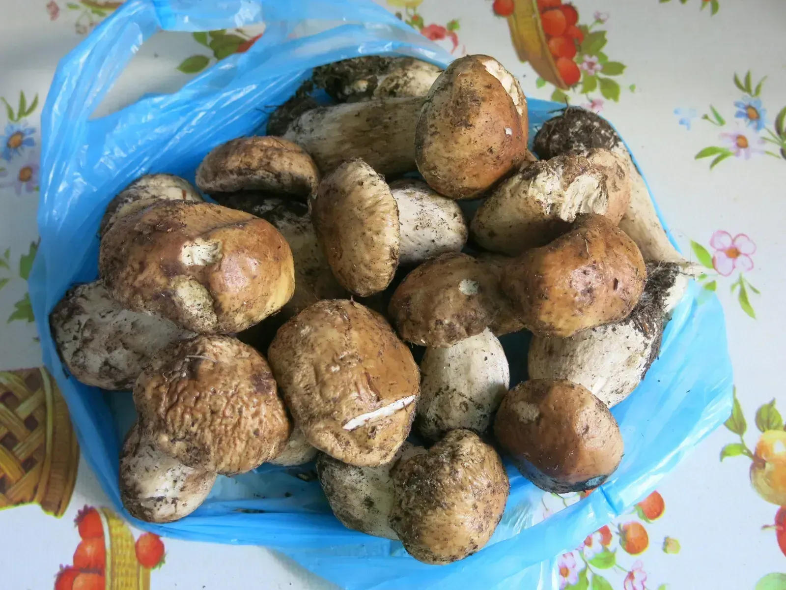 Mushrooms: Unstable Protein Structures (Image Credits: Wikimedia)