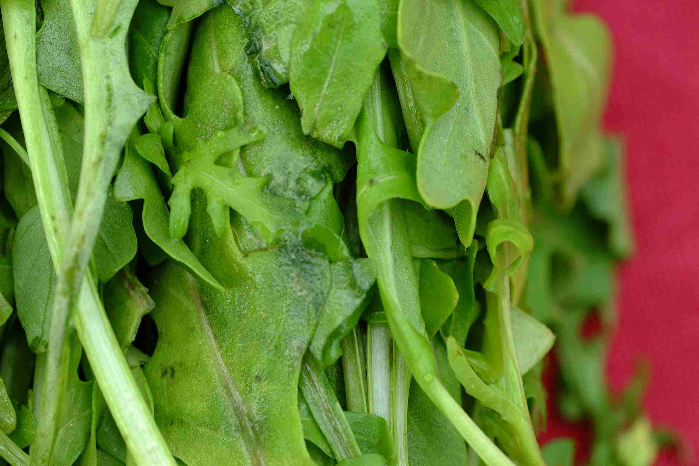 5. Arugula (image credits: wikimedia)