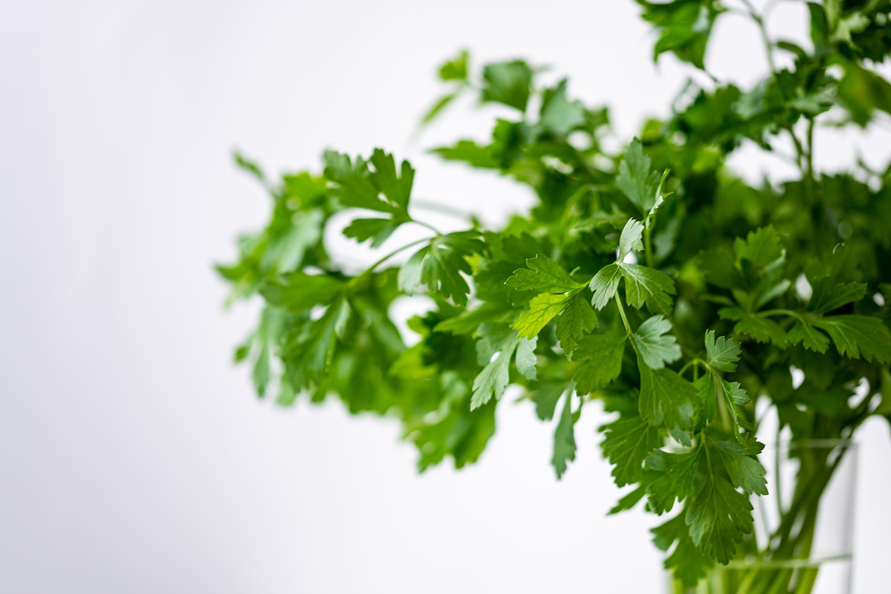 Cilantro: The Heavy Metal Eliminator (image credits: pixabay)