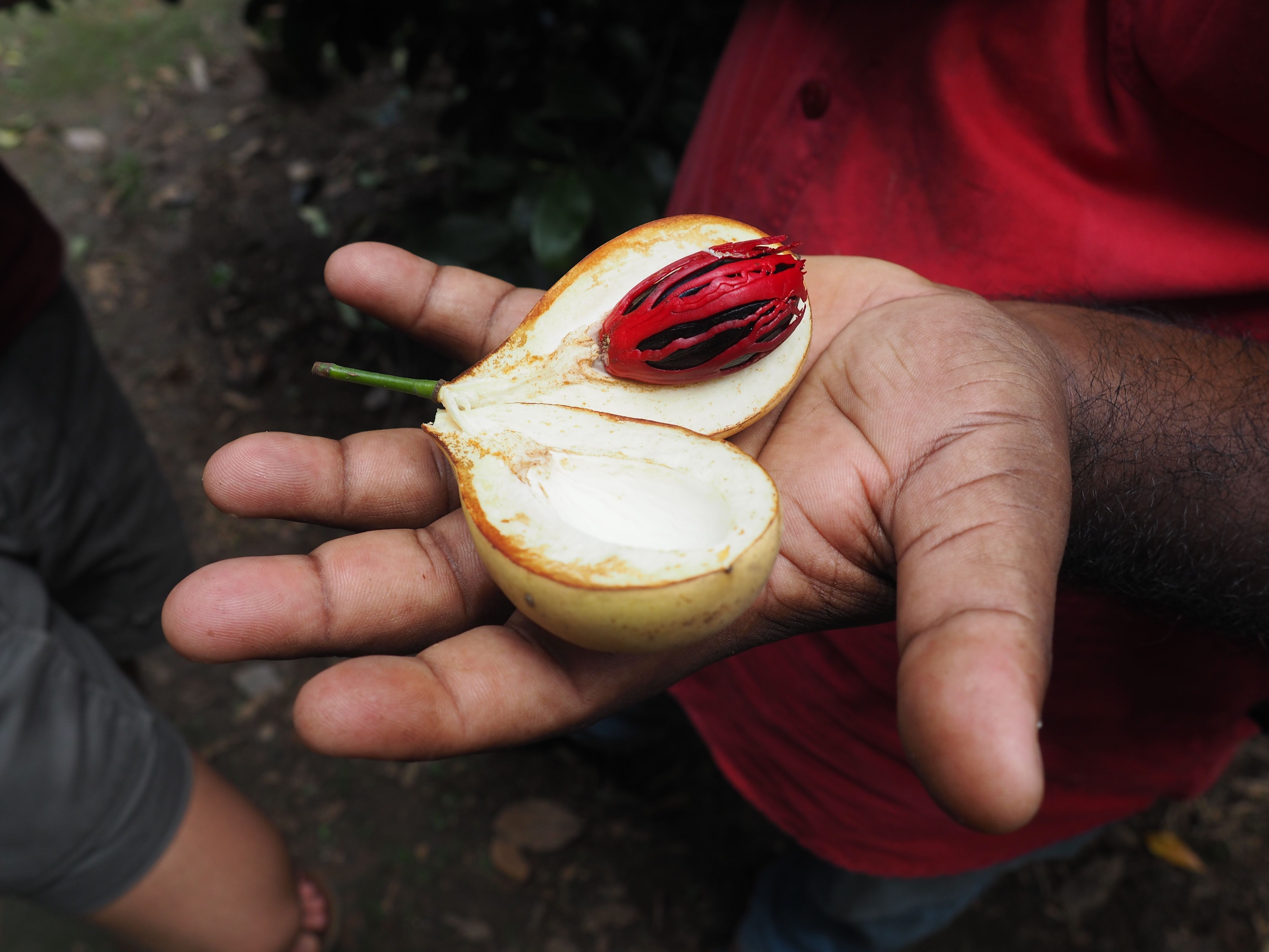 The Mysterious Allure of Nutmeg (image credits: wikimedia)