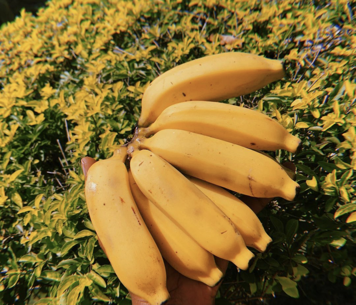 Bananas: A Natural Antacid (image credits: wikimedia)