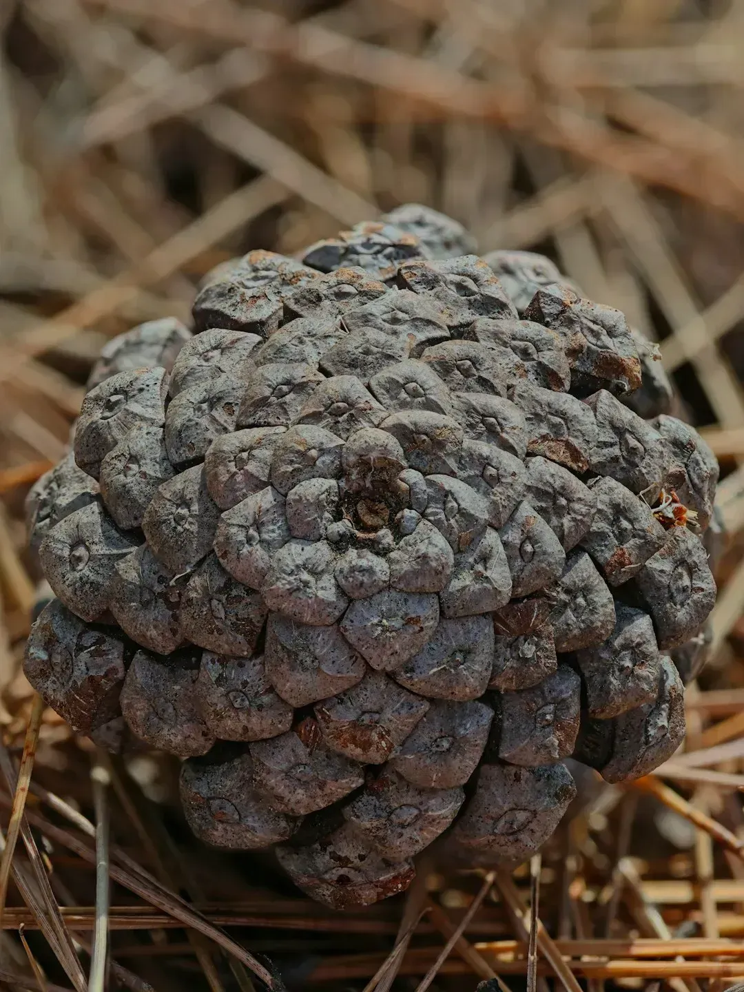 Climate Change Is Shrinking the Supply Even Further (Image Credits: Unsplash)