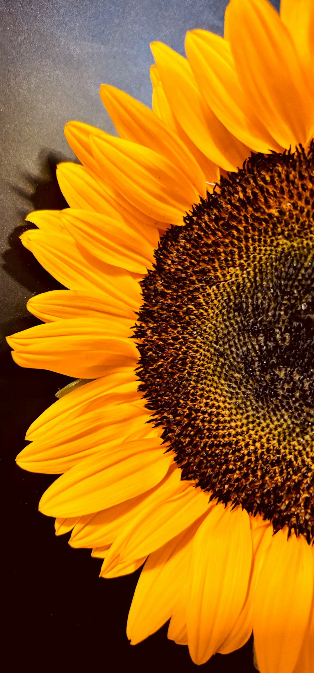 Sunflower Oil - The Practical Cooking Companion (image credits: unsplash)