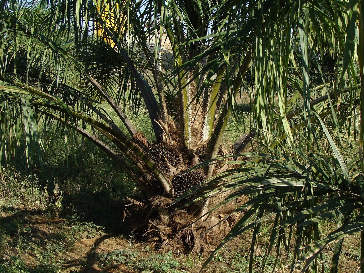 Palm Oil: The Complicated Choice (image credits: pixabay)