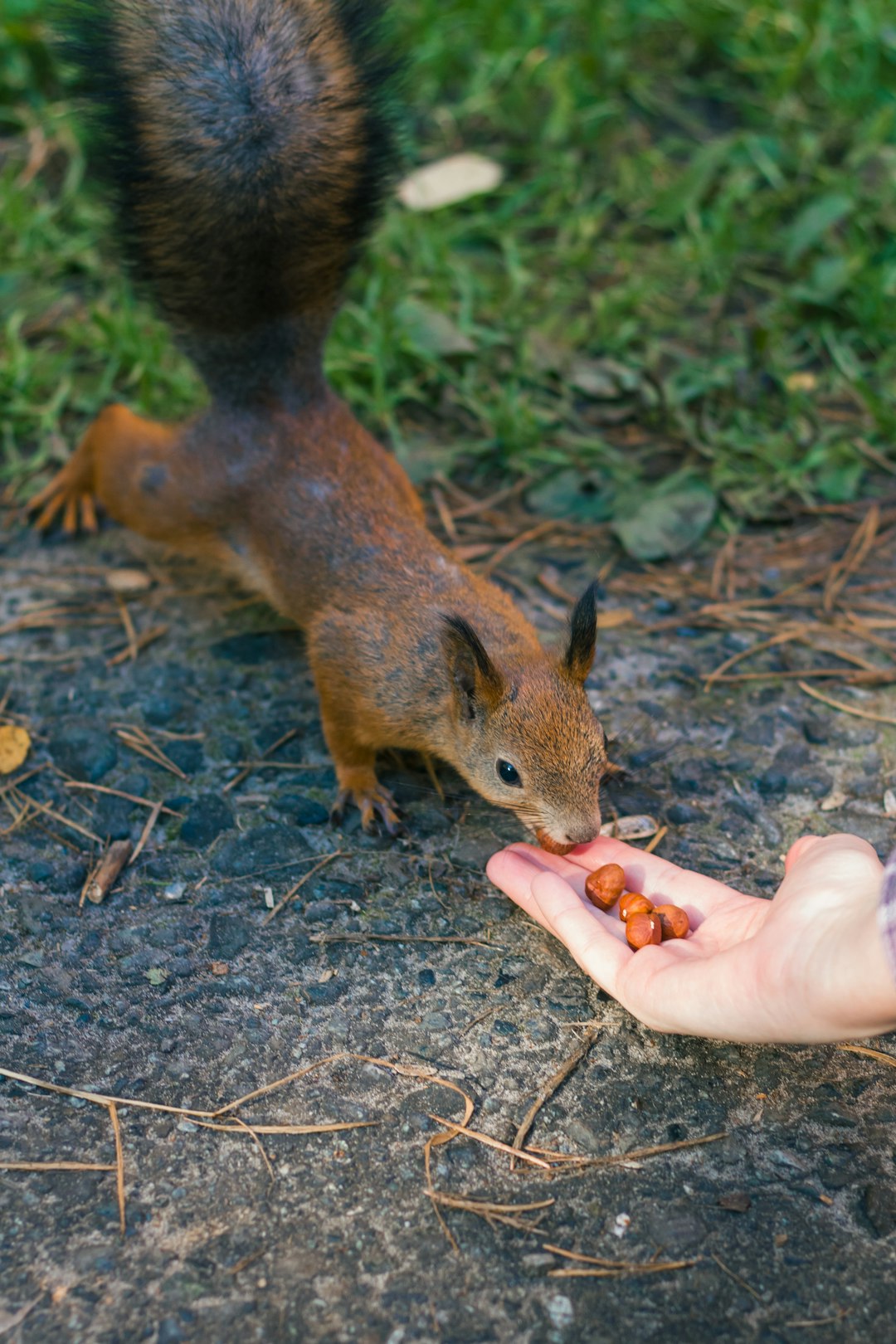 Fox Nuts: The Ancient Snack Making a Modern Comeback (image credits: unsplash)