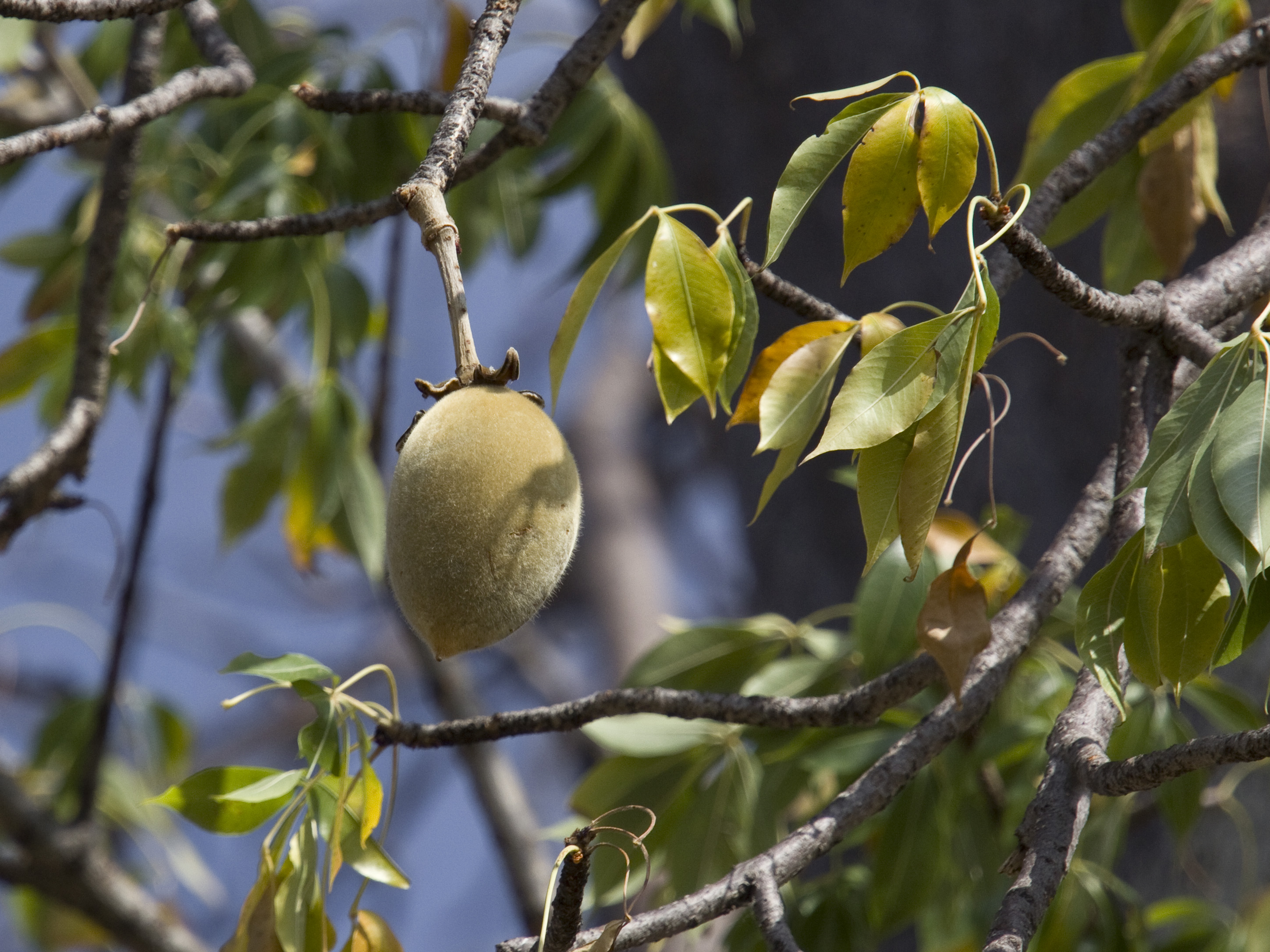 8. Baobab Fruit: Africa’s Vitamin C-Rich “Tree of Life” (image credits: wikimedia)