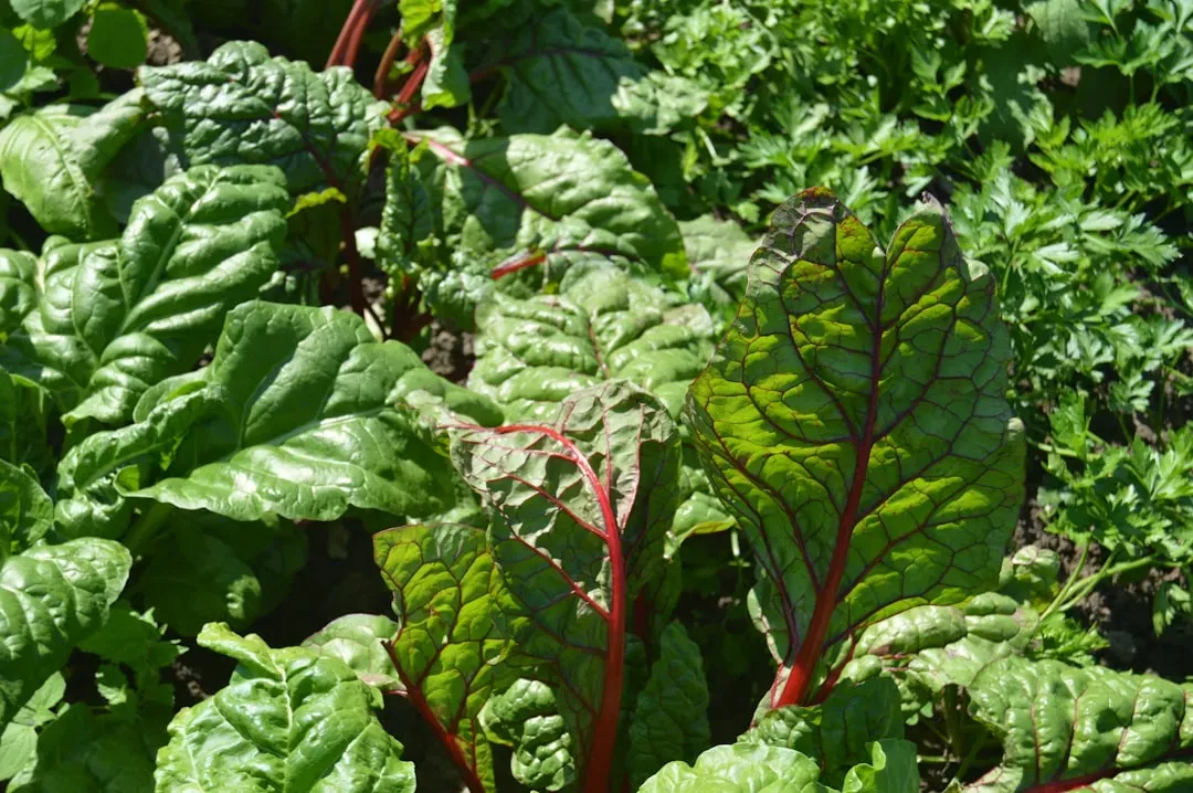 6. Swiss Chard - The Leafy Green That Doubles the Score (Image Credits: Unsplash)