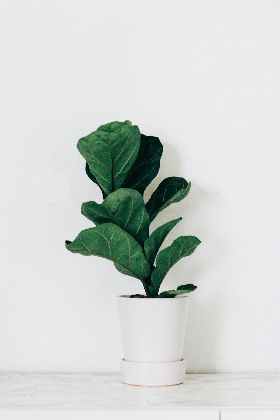 Challenges and Considerations in Using Fig Leaves (image credits: unsplash)
