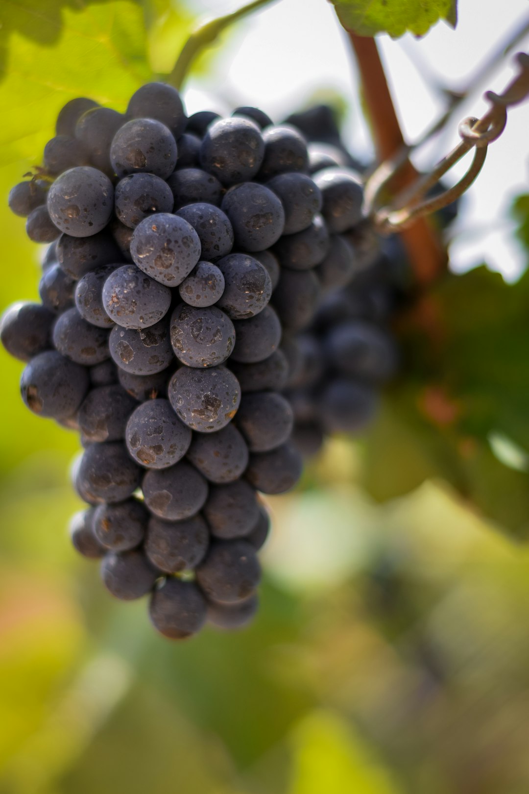 Grapes (image credits: unsplash)