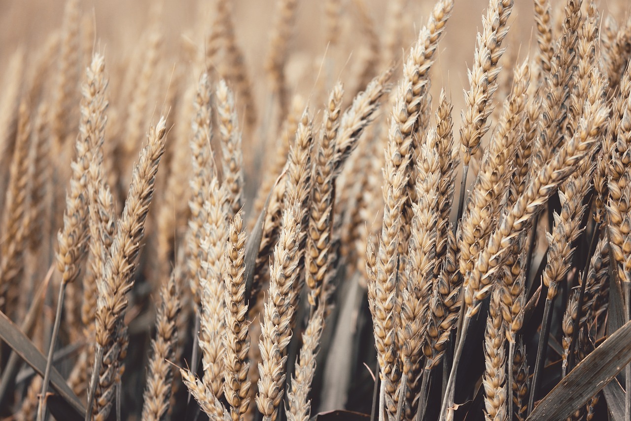 The Story Behind Ancient Grains (image credits: pixabay)