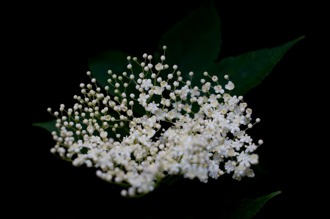 The Magical Allure of Elderflower (image credits: unsplash)