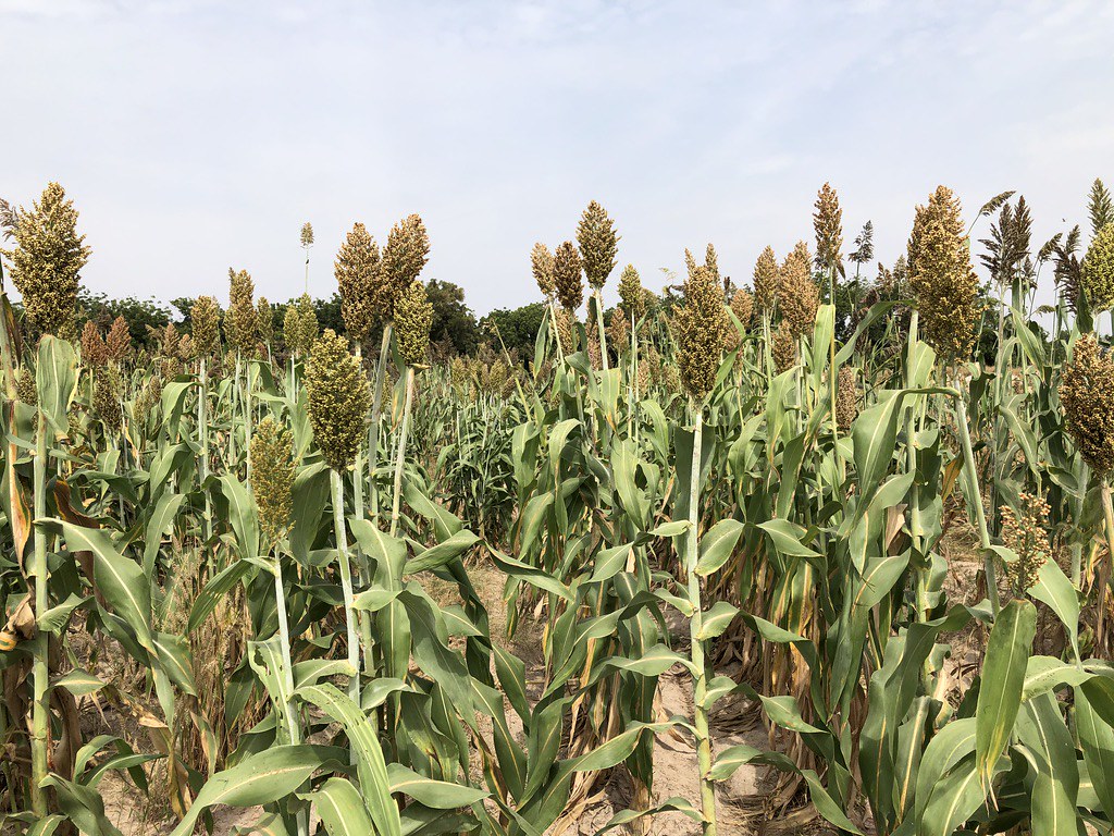 Mali: Millet and Sorghum Stronghold (Image Credits: Flickr)