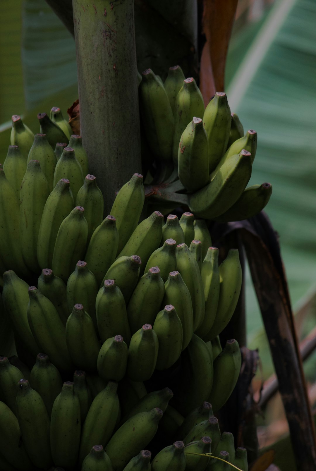 Bananas (image credits: unsplash)