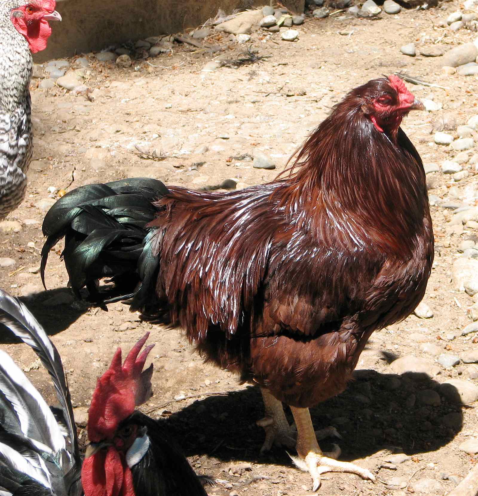 Buckeye Chickens from Ohio (Image Credits: Wikimedia)