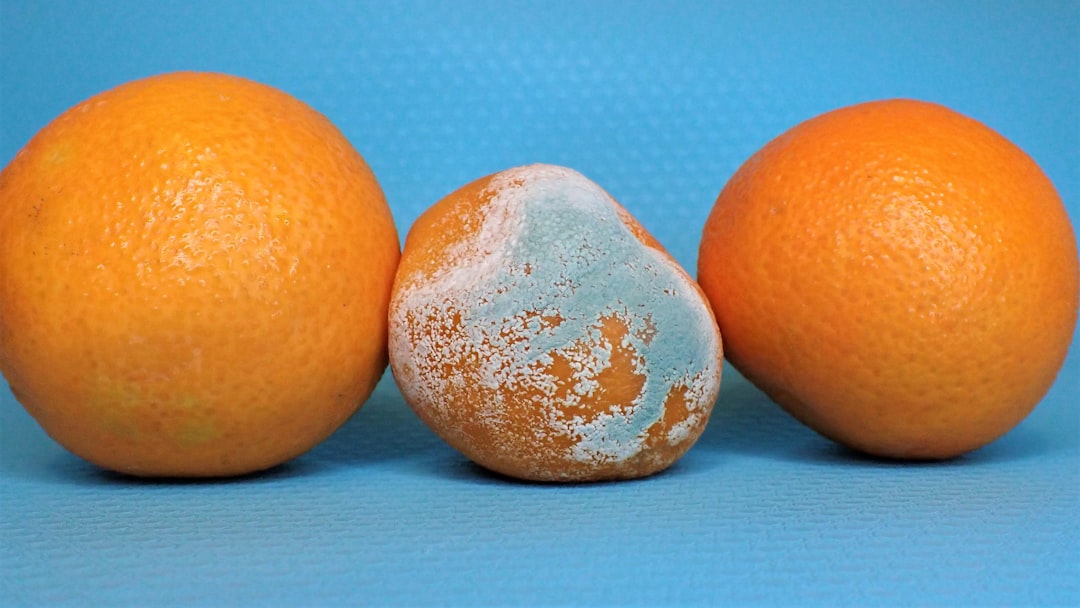 Moldy Foods with Invisible Root Systems (image credits: unsplash)