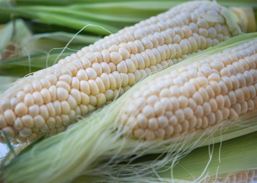 Corn - The Surprising Grain-Fruit (image credits: unsplash)