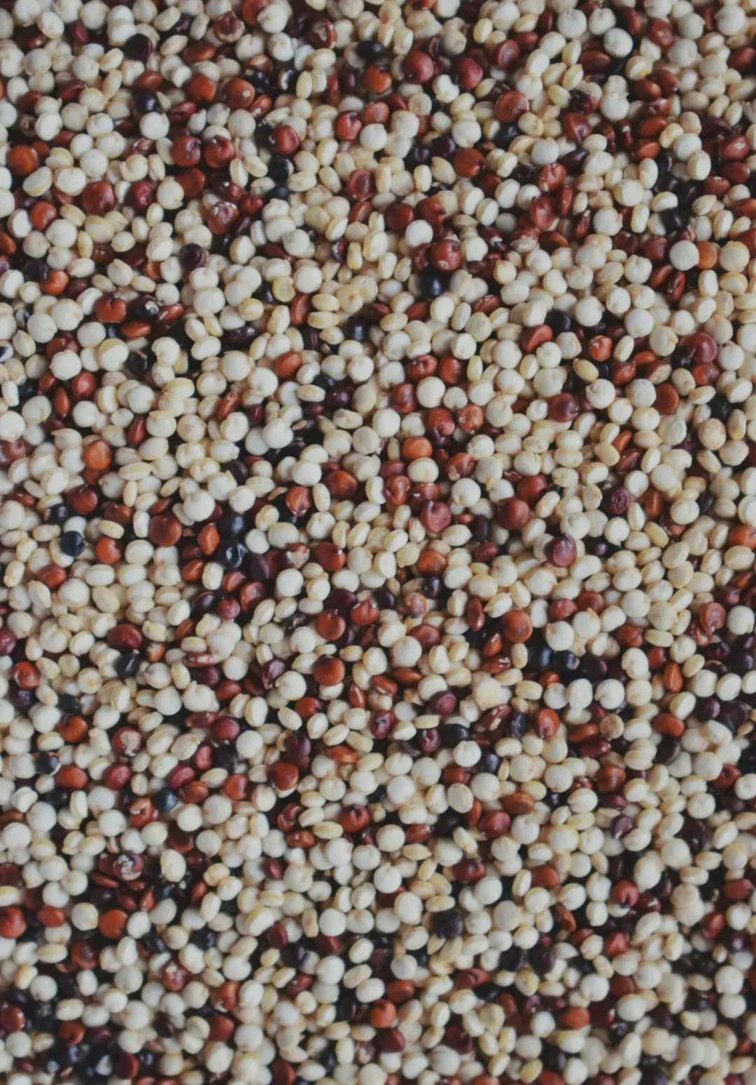 Quinoa: The Ancient Grain With a Modern Price Tag (Image Credits: Unsplash)