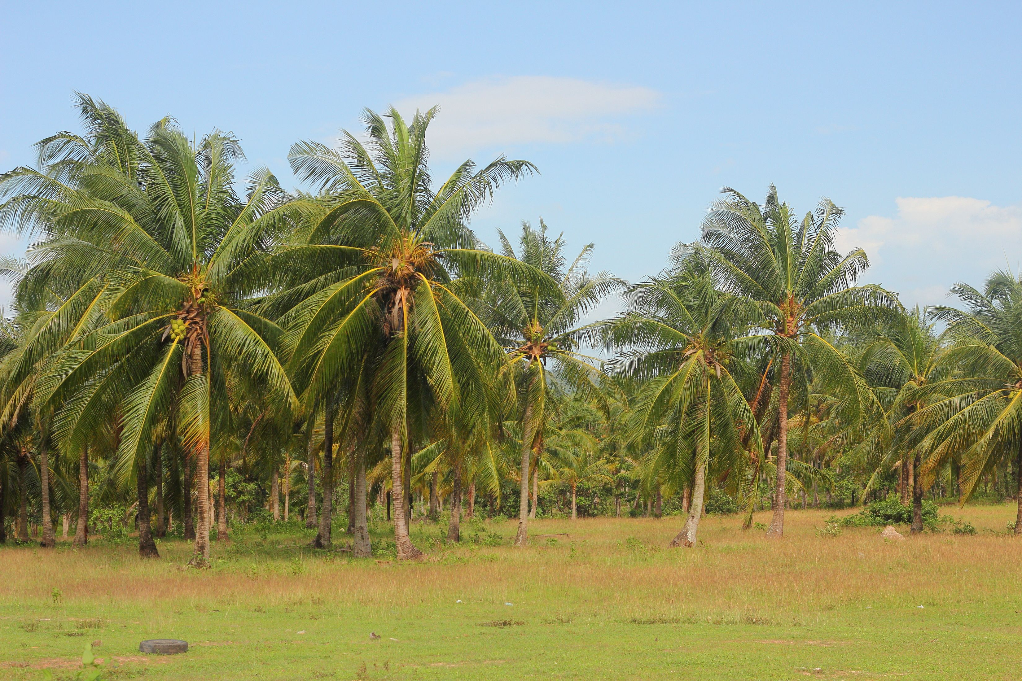 The Environmental Impact of Coconut Production (image credits: wikimedia)