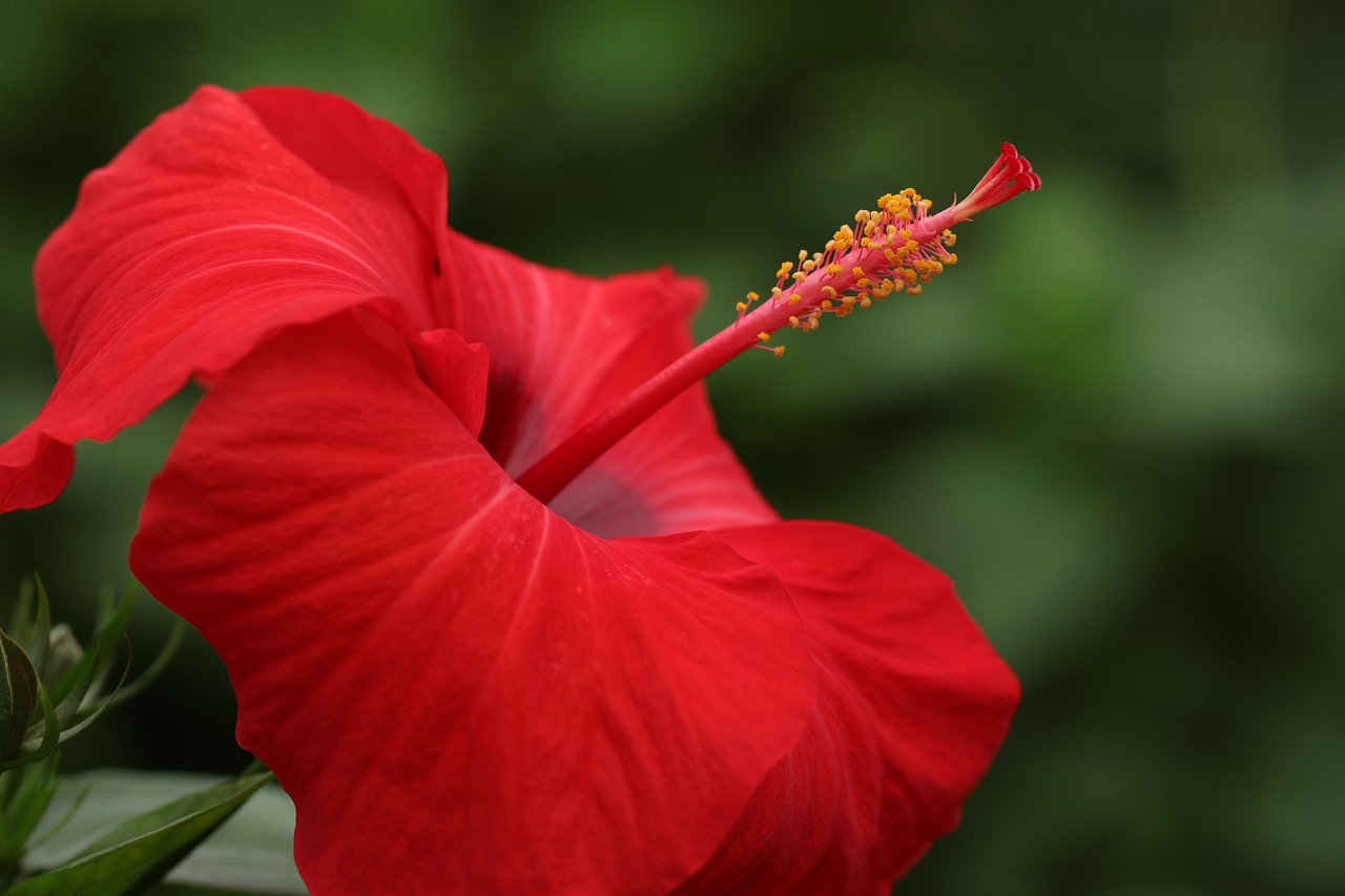 Hibiscus: Floral Flavor with a Tart Twist (image credits: pixabay)