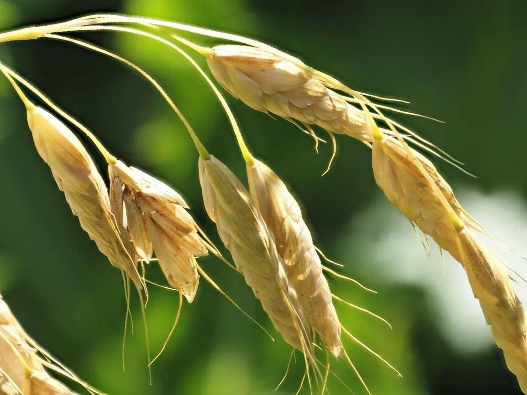 9. Barley: Beta-Glucan Powerhouse with Real Gut Credentials (Image Credits: Unsplash)