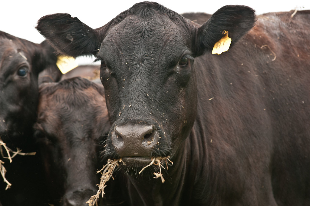 BurgerFi: Grass-Fed Angus Beef (image credits: flickr)