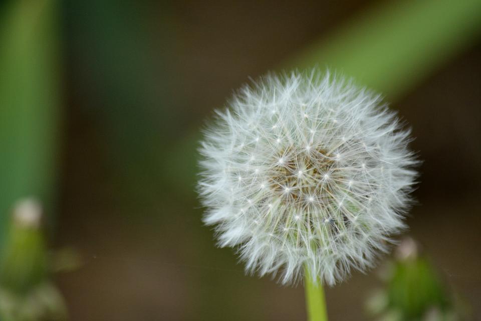Dandelion: The Underdog of Kidney Health (image credits: stocksnap)