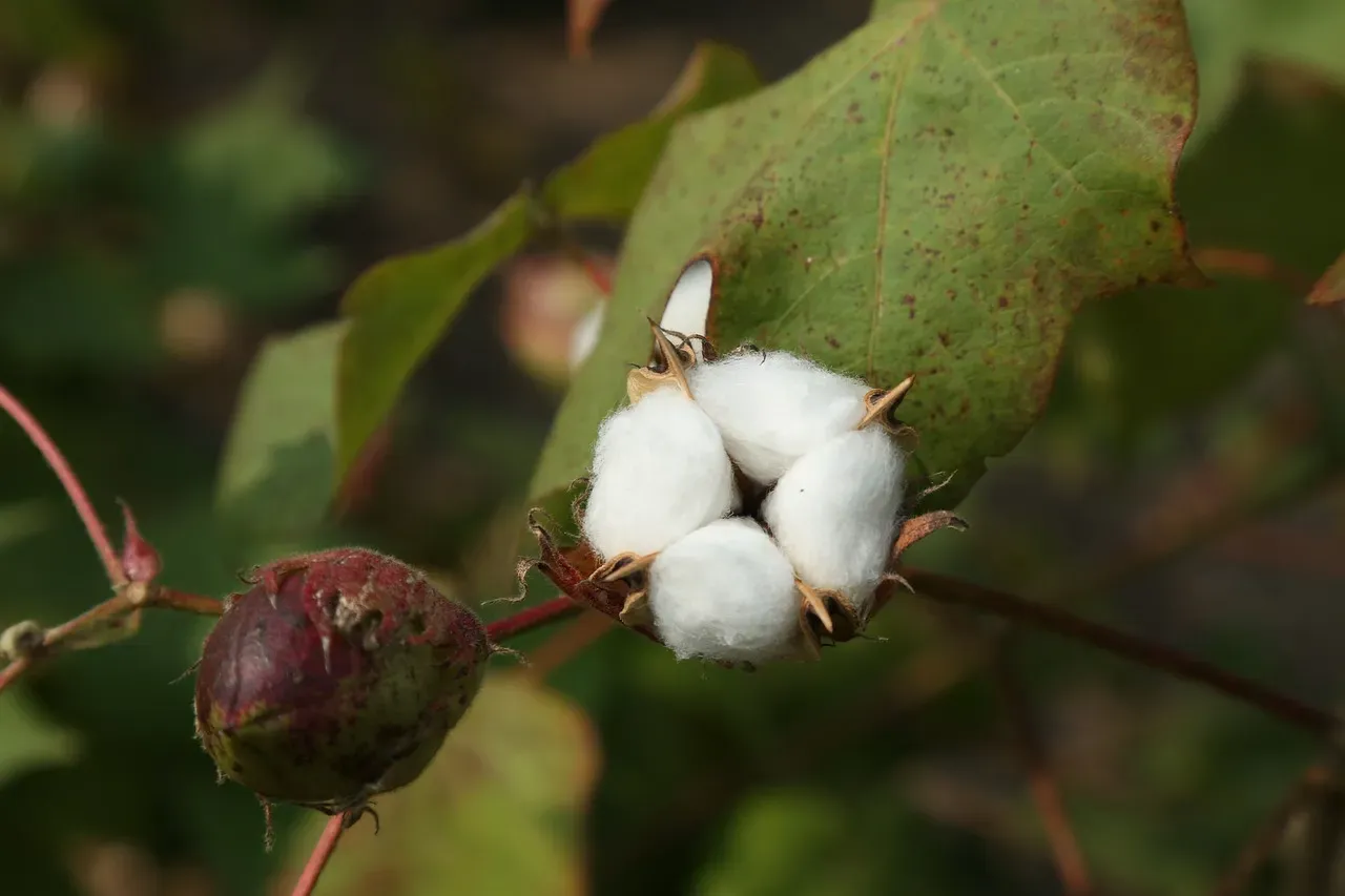 Cotton's Geography Shifts While Corn Expands Into Record New States (Image Credits: Pixabay)