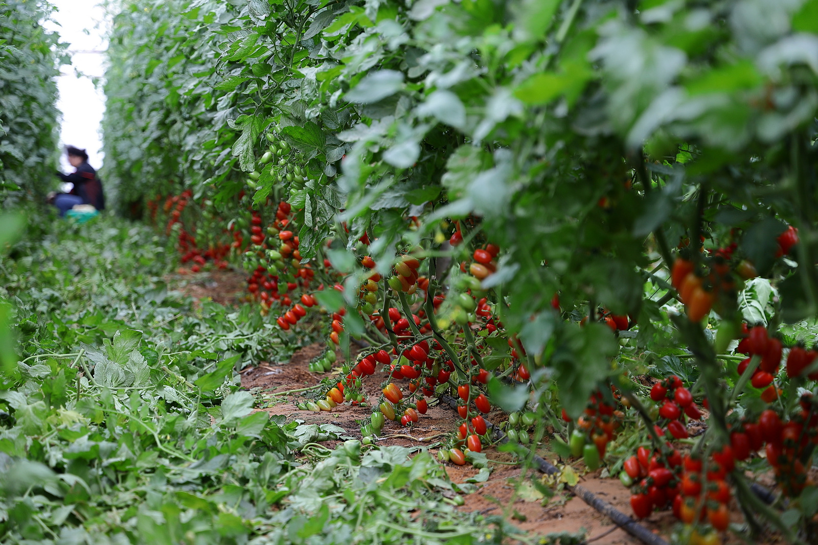 Tomatoes (image credits: wikimedia)