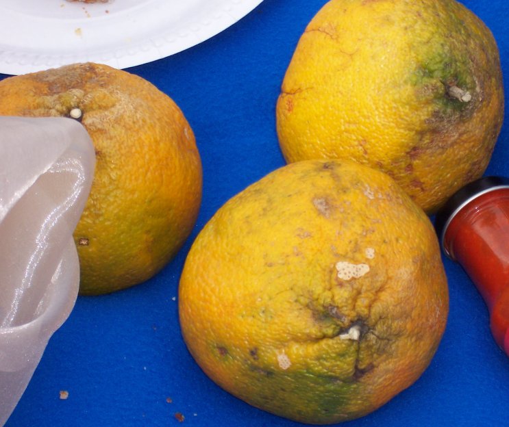 2. The Unseen Ugli Fruit (image credits: wikimedia)