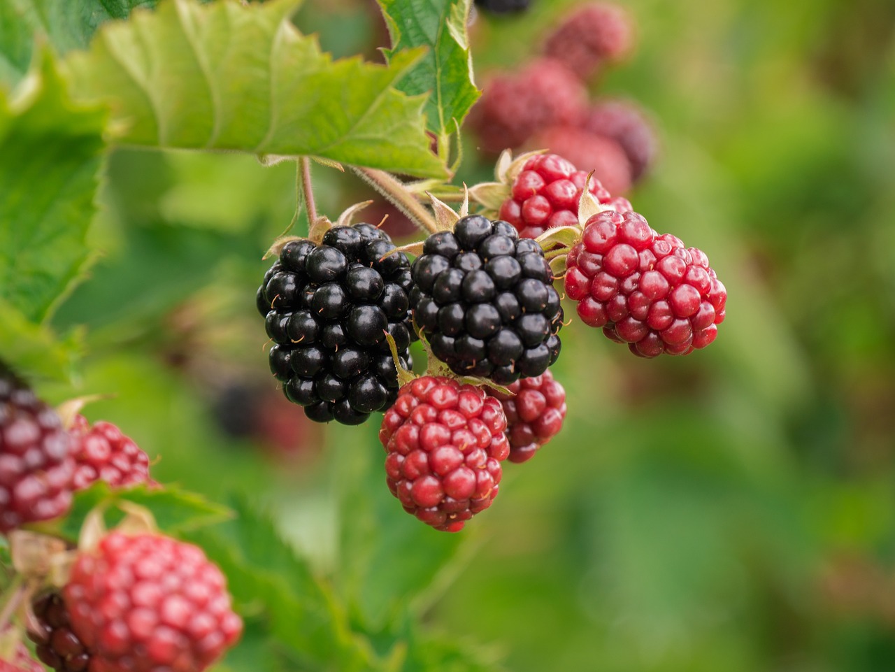 Blackberries ◼️ – Neurogenesis Boosters (image credits: pixabay)