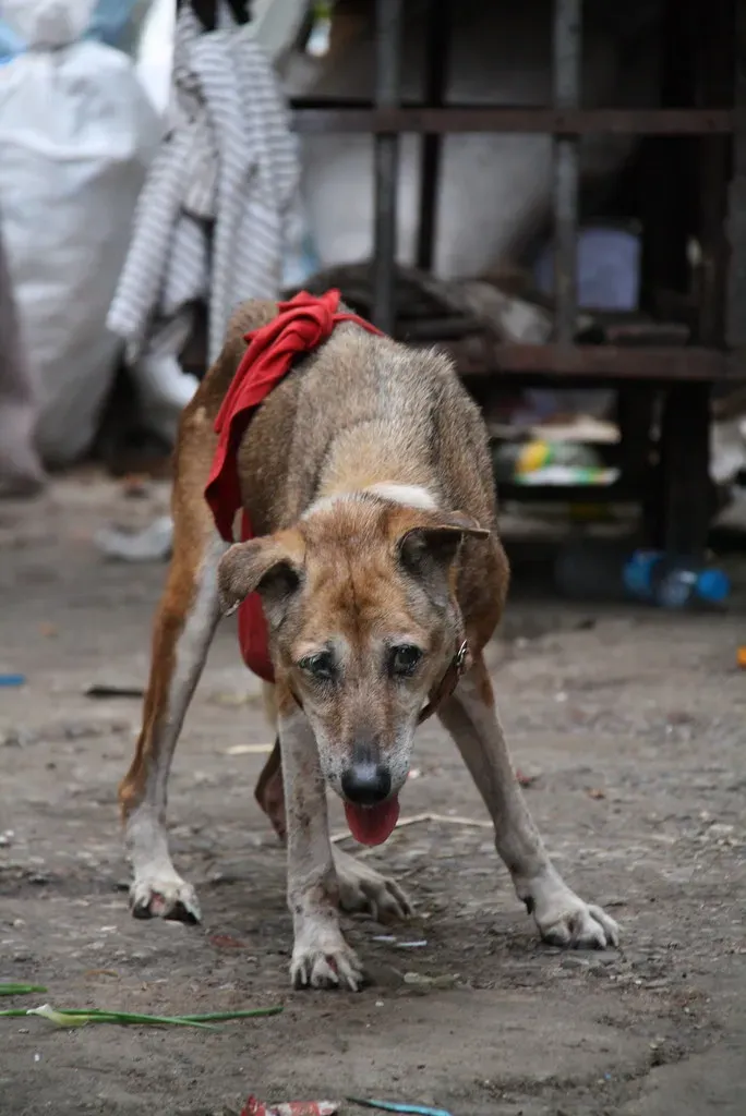 Dairy Products: The Treat That Causes More Harm Than You'd Think (Image Credits: Flickr)