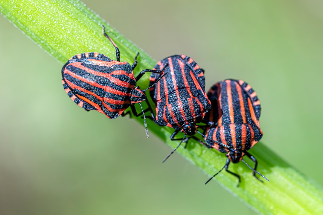 Store Shelves Hide Bug Problems for Months at a Time (image credits: unsplash)