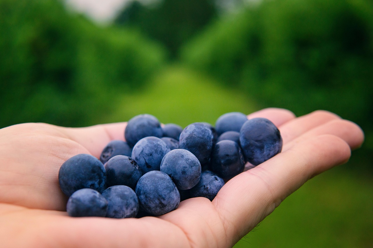 14. Blueberry (image credits: pixabay)