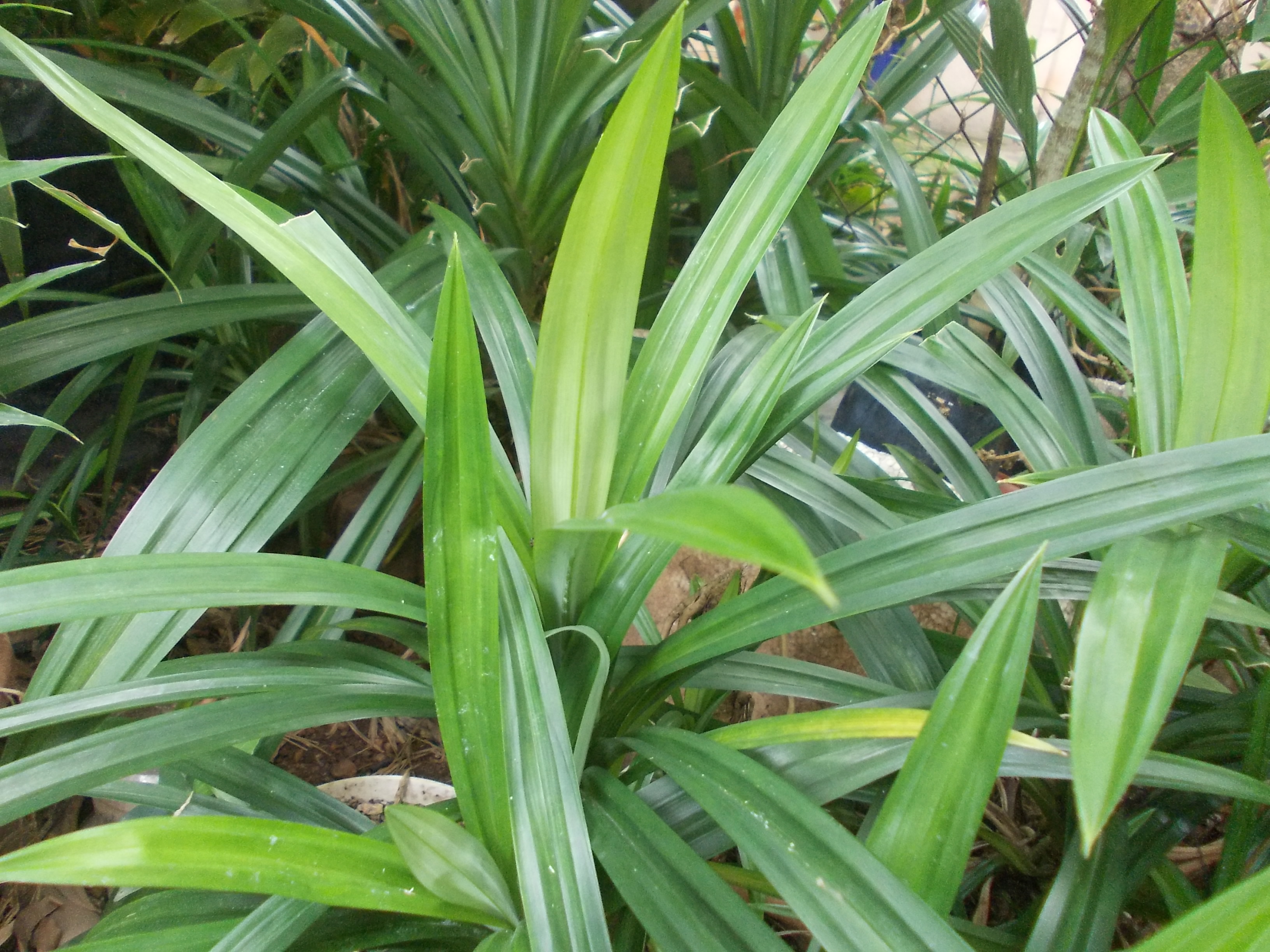 10. Pandan Leaves (image credits: wikimedia)
