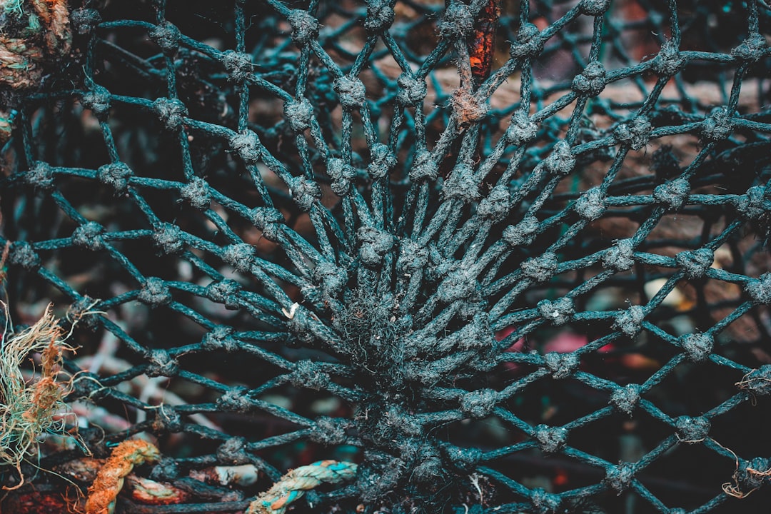 6. Lobster: An Unexpected Catch (image credits: unsplash)