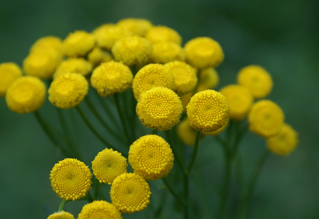 Tansy Plant as Medieval Easter Medicine (Image Credits: Flickr)