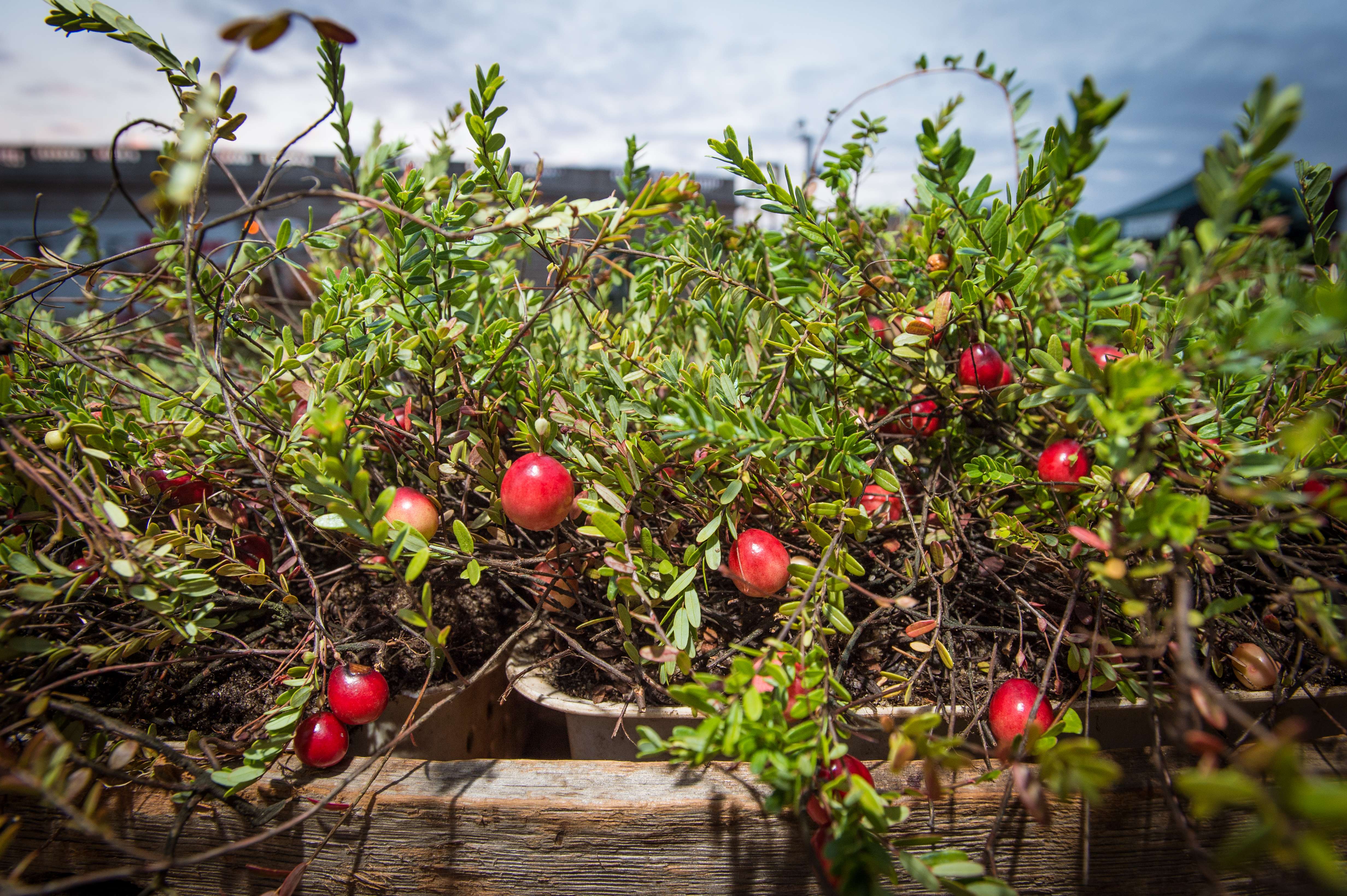 Defrost Safely (image credits: wikimedia)